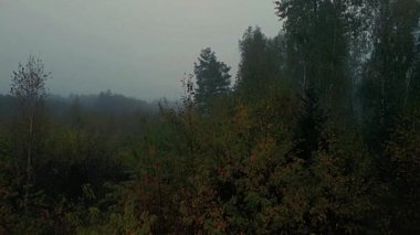 Sabah sisi ormanda ve Podlasie tarlalarında sonbahar renklerinde.