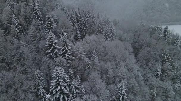 Aerial View Poprad Landscape Park Beskid Sadecki Snowy Winter Day — ストック動画