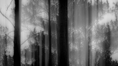 Ormandaki ağaçların renkleri bulanık.