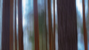 Ormandaki ağaçların renkleri bulanık.