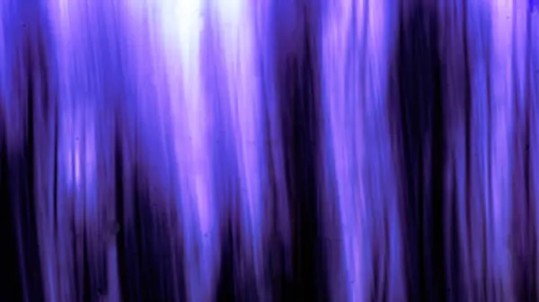 Ormandaki ağaçların renkleri bulanık.