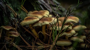 Bir sonbahar günü ormanda yeşil yosunlar arasında büyüyen bokeh etkisindeki makro fotoğraftaki mantarlar..