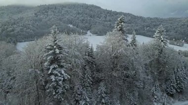 Beskid Sadecki 'deki Poprad Peyzaj Parkı' ndaki karlı ağaçların hava manzarası..