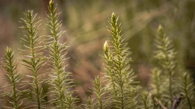 Lycopodium nototinum-ardıç kulüp yosunu, çatal familyasından orman bitkisi. Bitki bitkisinin tıbbi kullanım alanları var..