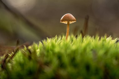 Psilocybe senilanceata-zehirli mantar makro fotoğrafçılık Bokeh etkisi ile.