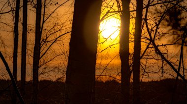 Podlasie 'de ağaçların arasından görünen sonbahar günbatımı.