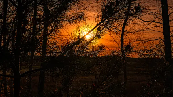 Autumn sunset seen through trees in Podlasie.