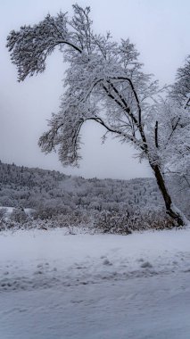 Beskid Sadecki 'deki Poprad Nehri' ndeki Poprad Sadecki 'deki Poprad Peyzaj Parkı' nın kar manzarası..