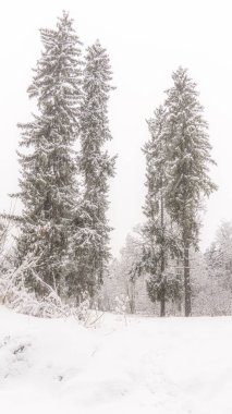 Beskid Sadecki 'deki Poprad Nehri' ndeki Poprad Sadecki 'deki Poprad Peyzaj Parkı' nın kar manzarası..