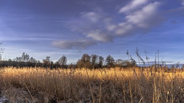 Podlasie 'deki Suprasl Nehri' nin sulak arazisi. Gün doğumunda bir yürüyüş sabahı..