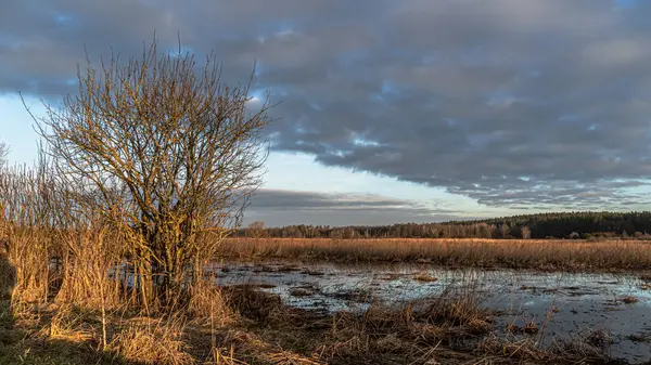 Podlasie 'deki Suprasl Nehri' nin sulak arazisi. Gün doğumunda bir yürüyüş sabahı..