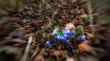 Hepatica nobilis - Hepatit mavi bahar çiçekleri makro fotoğrafçılıkta bulanık ve bokeh efektli.