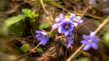 Hepatica nobilis - Hepatit mavi bahar çiçekleri makro fotoğrafçılıkta bulanık ve bokeh efektli.