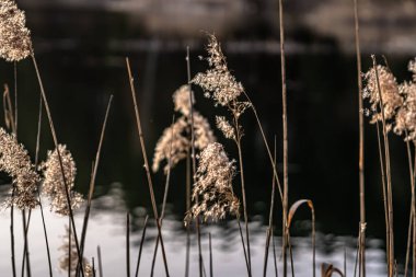 Phragmites, Podlasie, Polonya 'da batan güneşin ışığında baharda kurutulmuş sazlıklar..