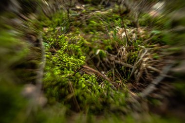Güneşli bir bahar gününde ana konu olarak yosun olan orman görüntüsünün soyut bulanıklığı..