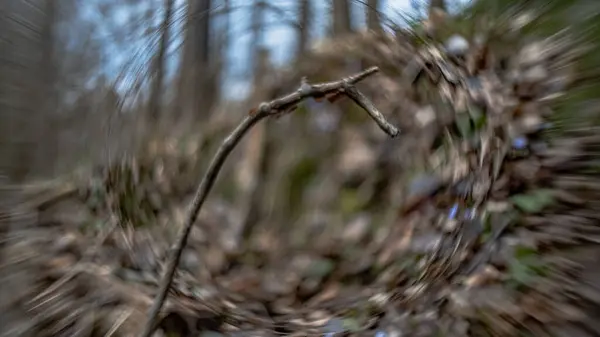 Lesní Krajina Abstraktní Pozadí Rozmazat Slunném Jarním Dni Stock Obrázky