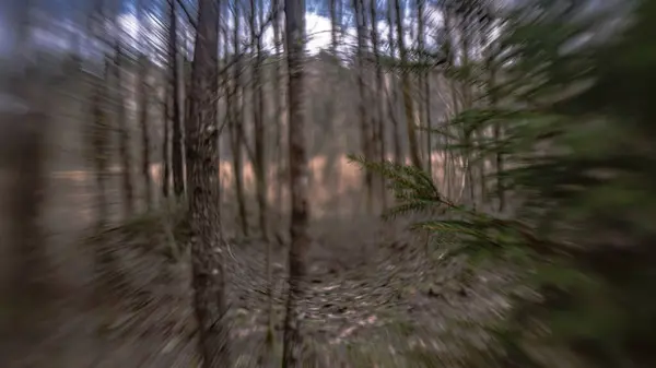 Lesní Krajina Abstraktní Pozadí Rozmazat Slunném Jarním Dni Royalty Free Stock Obrázky