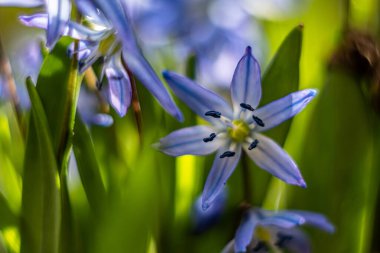 Scilla Siberica-Sibirya soğanı, Mart 'tan Nisan' a kadar soğan açar..