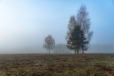 İlkbaharda Podlasie 'de sabah sisinde ağaçlar.