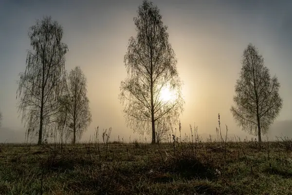 İlkbaharda Podlasie 'de sabah sisinde ağaçlar.