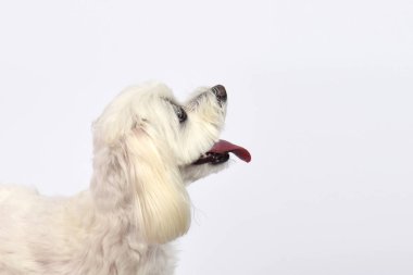 Beyaz kürklü komik kıvırcık köpek yukarı bakıyor