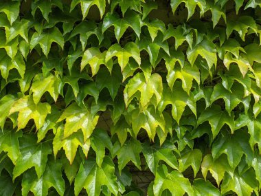 Duvarda yeşil sarmaşık yaprakları, fotoğrafa yakın çekim.