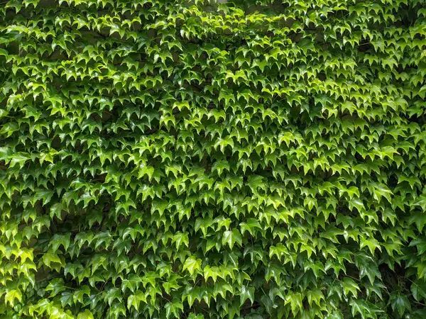 Duvarda yeşil sarmaşık yaprakları, fotoğrafa yakın çekim.