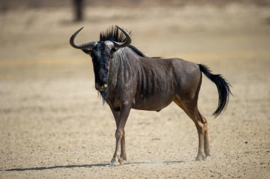 Mavi Antilop (Connochaetes taurinus) Kgalagadi Transfrontier Park, Güney Afrika