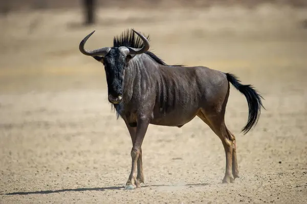 Blue Wildebeest Connochaetes Taurinus Kgalagadi Transborder Park Sudafrica — Foto Stock