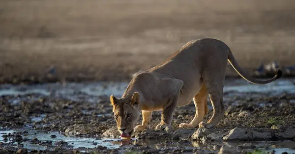 Lion Panthera Leo Kgalagadi Transfrontier Park Sudáfrica —  Fotos de Stock