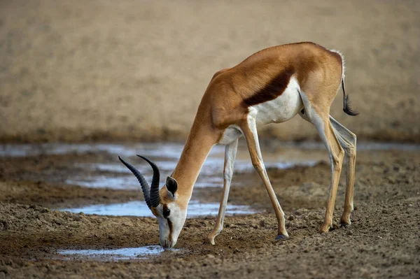 Springbok Antidorcas Marsupialis Kgalagadi Transfrontier Park Jihoafrická Republika — Stock fotografie