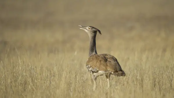 Kori bustard (Ardeotis kori) Kgalagadi Sınır ötesi Parkı, Güney Afrika 