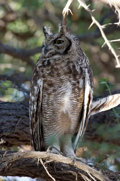 Spotted Eagle Owl Bubo Africanus Kgalagadi Grænseoverskridende Park Sydafrika - Stock-foto