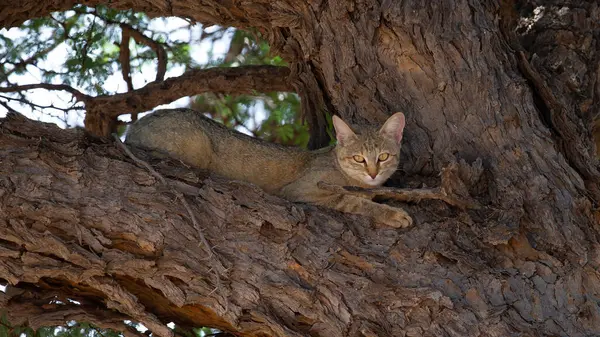 African Wild Cat Felis Silvestris Lybica Kgalagadi Transfrontier Park Jihoafrická — Stock fotografie