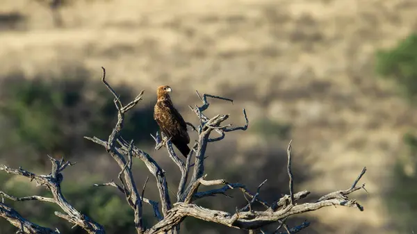 Tawny Eagle Aquila Rapax Parque Transfronterizo Kgalagadi Sudáfrica —  Fotos de Stock