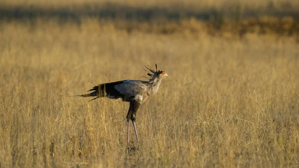 Secrétaire Oiseau Sagittarius Serpentarius Kgalagadi Transborder Park Afrique Sud — Photo