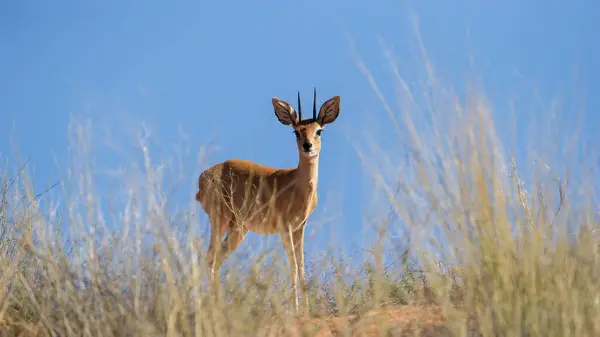 Steenbok Raphicerus Campestris Kgalagadi Sınır Ötesi Parkı Güney Afrika — Stok fotoğraf