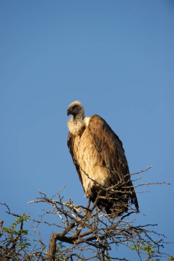 Beyaz sırtlı Akbaba (Gyps africanus) Kgalagadi Transfrontier Park, Güney Afrika