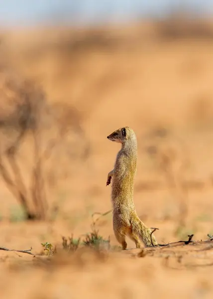 Yellow Mongoose Cynictis Penicillata Kgalagadi Transfrontier Park Zuid Afrika — Stockfoto