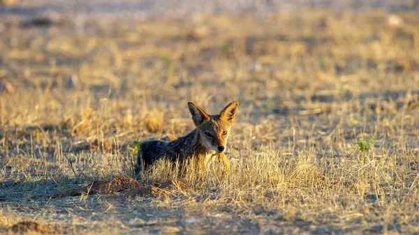 Chacal Dos Noir Canis Mesomelas Kgalagadi Transborder Park Afrique Sud — Photo