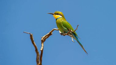 Kırlangıç kuyruklu Arı yiyici (Merops hirundineus) Kgalagadi Transfrontier Park, Güney Afrika