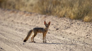 Cape fox (Vulpes chama) Kgalagadi Transfrontier Park, Güney Afrika
