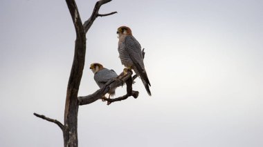 - Kırmızı boyunlu Şahin (Falco chicquera) Kgalagadi Transfrontier Park, Güney Afrika