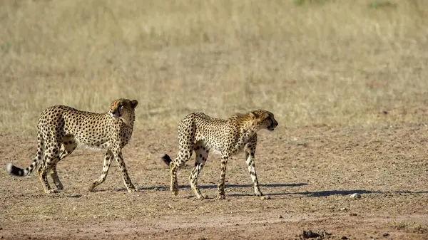 Cheetah Acinonyx Jubatus Kgalagadi Transfrontier Park Jihoafrická Republika — Stock fotografie