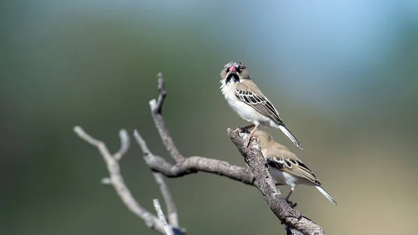 Scaly Feathered Finch Sporopipes Squamifrons Kgalagadi Transfrontier Park South Africa — Stock Photo, Image