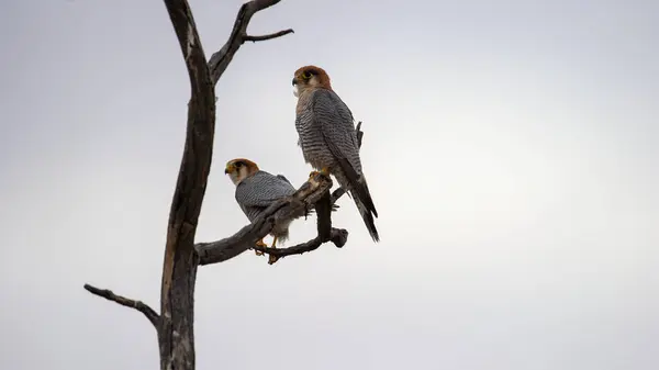 Красношейный Сокол Falco Chicquera Kgalagadi Transfrontier Park Юар — стоковое фото
