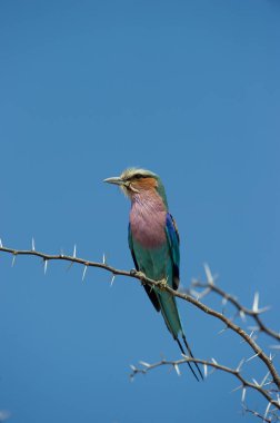 Leylak göğüslü Roller (Coracias caudatus) Kgalagadi Transfrontier Park, Güney Afrika