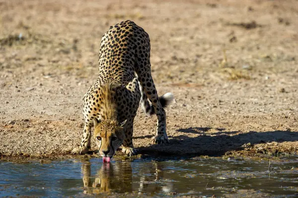 Geparden Acinonyx Jubatus Kgalagadi Transfrontier Park Südafrika — Stockfoto