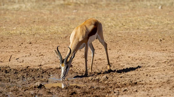 Springbok Antidorcas Marsupialis Kgalagadi Transfrontier Park Republika Południowej Afryki — Zdjęcie stockowe