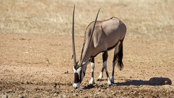 Gemsbok Oryx Gazella Kgalagadi Transborder Park Afrique Sud — Photo